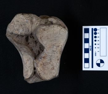 Media type: image;   Vertebrate Paleontology VPM-15735 Description: Photograph of an articular surface of a tarsal bone of MCZ VPM-15753, Mammuthus primigenius.;
